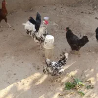 تخم مرغ گلین|حیوانات مزرعه|کلاله, |دیوار