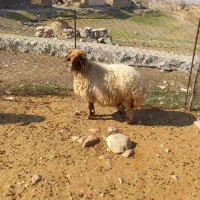 قیمت توافقی|حیوانات مزرعه|آبدانان, |دیوار