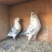 نروماده خوب