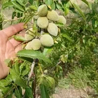 فروش نهال ضمانتی|خدمات باغبانی و درختکاری|قزوین, |دیوار