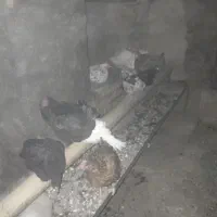 مرغ|حیوانات مزرعه|خوانسار, |دیوار