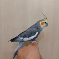 عروس هلندی|پرنده|شیراز, جمهوری|دیوار