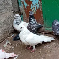 کبوتر