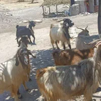 معاوضه با میش و قیمت توافقی