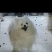 پامرانین نر و ماده بالغ