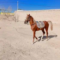 کره اسب نریون ۲ ساله