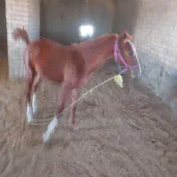 کره اسب مادیان