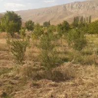 فروش باغ|فروش زمین و ملک کلنگی|فریدونشهر, |دیوار