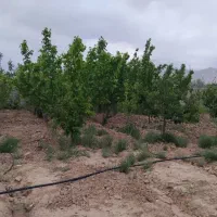 باغ کشاورزی|اجارهٔ دفتر صنعتی، کشاورزی، تجاری|شاهرود, |دیوار