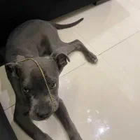 توله ۵ماه کن کرسو