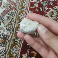 فسیل صدف|کلکسیون اشیاء عتیقه|مسجد سلیمان, |دیوار