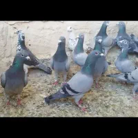ماده آلمانی سبز و سوسکی
