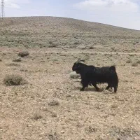 دبر دوبر بز