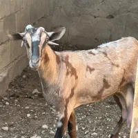 بز پچی نر و ماده فروشی