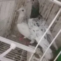 پرنده