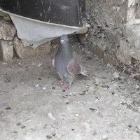 سرخ|پرنده|یزد, |دیوار