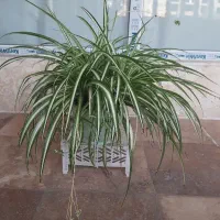 گل گندمی همرا پاجوش