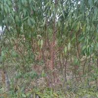 نهال بادام پیوندی|خدمات باغبانی و درختکاری|ملکان, |دیوار