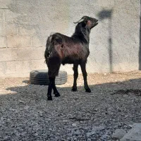 که. کهره نر جوان ۷ ماهه|حیوانات مزرعه|لامرد, |دیوار