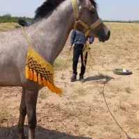 اسب عرب مصری نریون دوساله|اسب و تجهیزات اسبسواری|قزوین, |دیوار