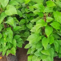 گل های مناسبت روز مادر رسید|گل و گیاه طبیعی|بیرجند, |دیوار