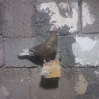 کفتر