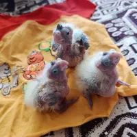 جوجه عروس هلندی