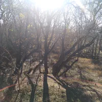 باغ-انگوری-خوروین-300متر