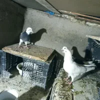 کفتر|حیوانات|قم, شهید صیاد شیرازی|دیوار