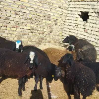 بره نر شیر مست|حیوانات مزرعه|هشتگرد, شهرک صنعتی هشتگرد|دیوار