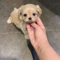 پودل مالیز سایز خیلی ریز|سگ|تهران, جنت‌آباد مرکزی|دیوار