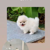 مجموعه پرورش سگ های آپارتمانی|سگ|شیراز, معالیآباد|دیوار