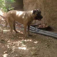 سگ سرابی ماده|سگ|تهران, درکه|دیوار