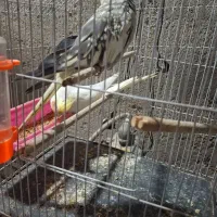 عروس هلندی|پرنده|بندر ماهشهر, |دیوار