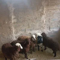 بره میش گوسفند  بز بزغاله