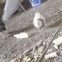 طوقی هفت رنگ عطیقه