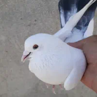 کبوتر پرشی