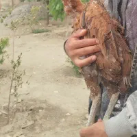 یک عدد مرغ لاری
