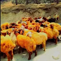سرزنده(گوسفند پرگوشت و جگرسالم)تازه نفس عیدی /خونی