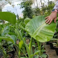 نیکولای برگ پهن( پرنده بهشتی سفید) کد۳