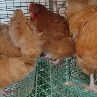 تخم نطفه دار اورپینگتون ایام سمانی برهما امرکانا