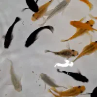 مولی معمولی بالن پاندا مولد