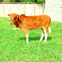 گاو لیشه چالوسی نافدار کولدار