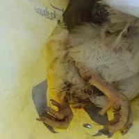 مرغ تلفاتی