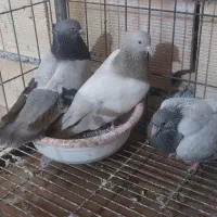 جفت زرد پرشور