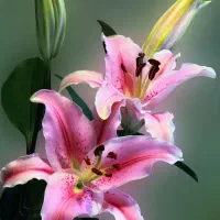 گل رسالت ۱۵۵