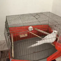 عروس هلندی نر مست مست کار داده