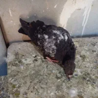 کبوتر پرشی|پرنده|تربت جام, المهدی|دیوار