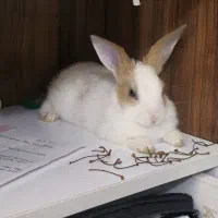 خرگوش ناز نر
