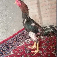 تخم مرغ لاری نطفه دار|حیوانات مزرعه|اقبالیه, |دیوار